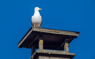 The Essential Guide to Chimney Flashing: Protecting Your Home from Water Damage